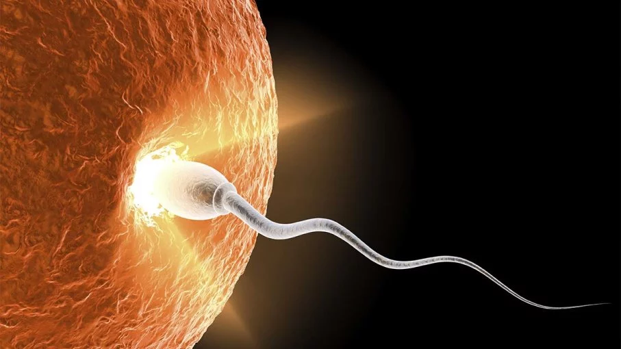 cara buat anak - sperm to ovum