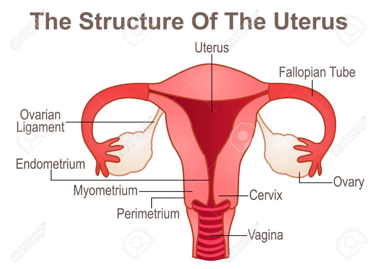 bahagian uterus