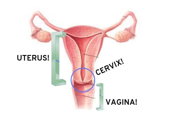 cervix serviks wanita