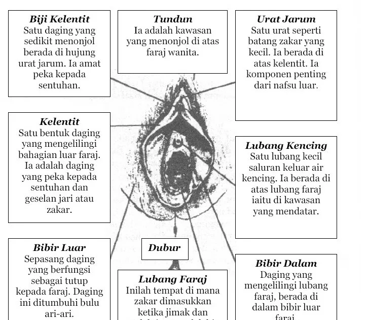 urat jarum & bahagian lain dalam faraj