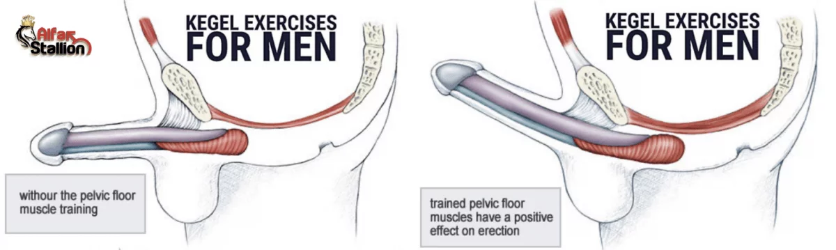Senaman Kegel