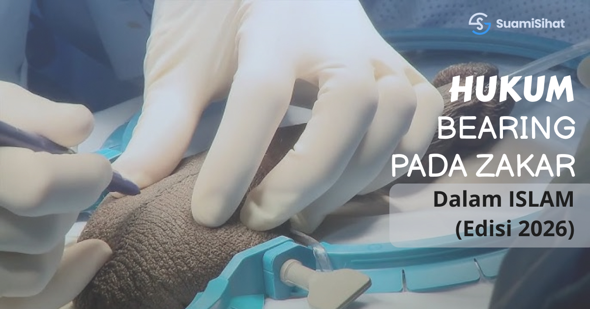 Mujarab-atau-mitos-miyak-lintah-belacak-dhab