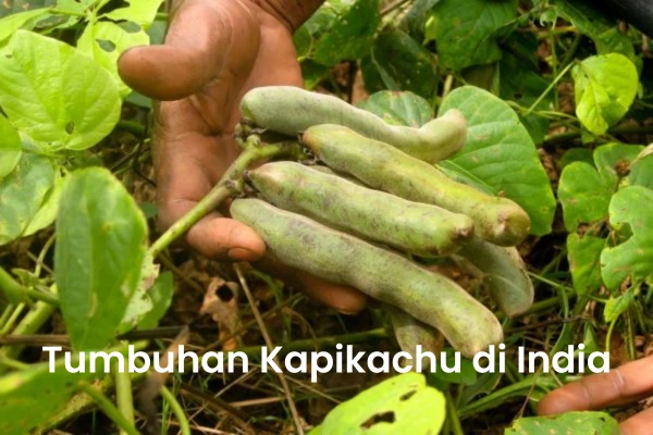 Tumbuhan Kapikachu di India