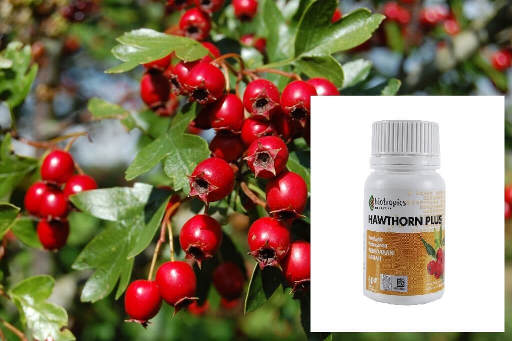 hawthorn